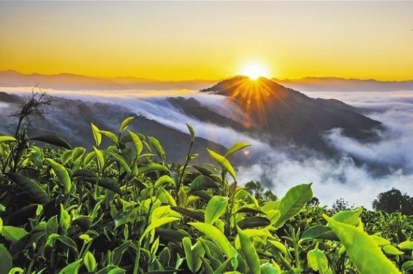 茶鄉(xiāng)茶韻
